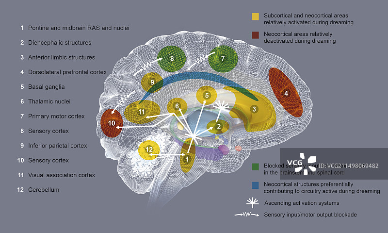 REM睡眠时的大脑活动图解图片素材