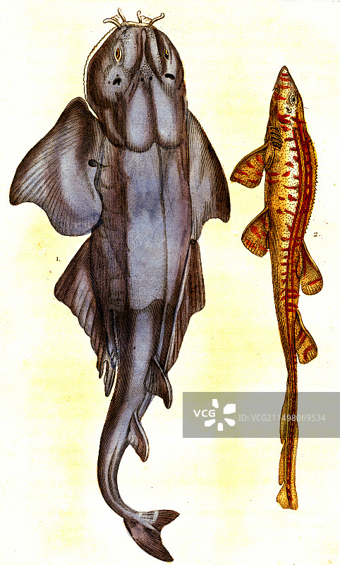 竹鲨和天使鲨，19世纪插图图片素材