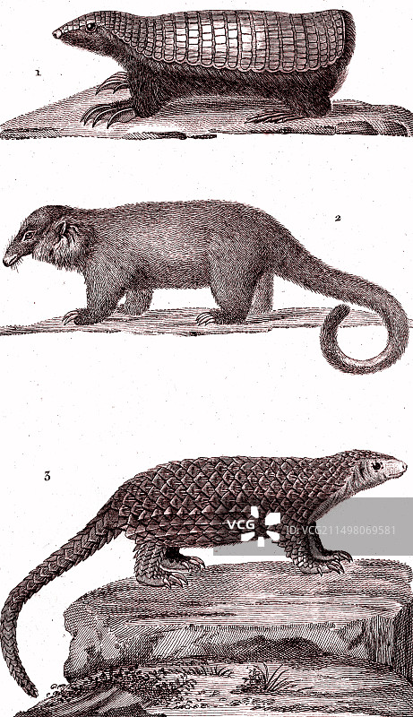 19世纪的无齿哺乳动物插图图片素材