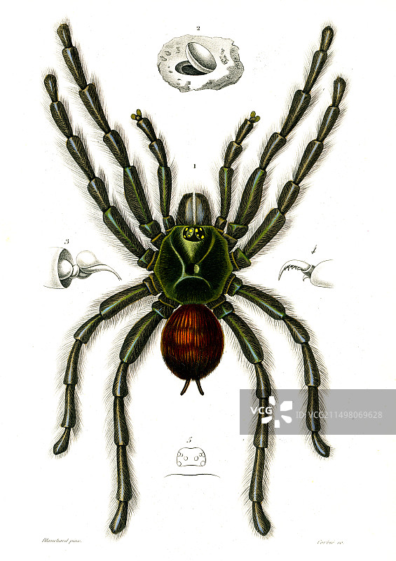 19世纪狼蛛插画图片素材