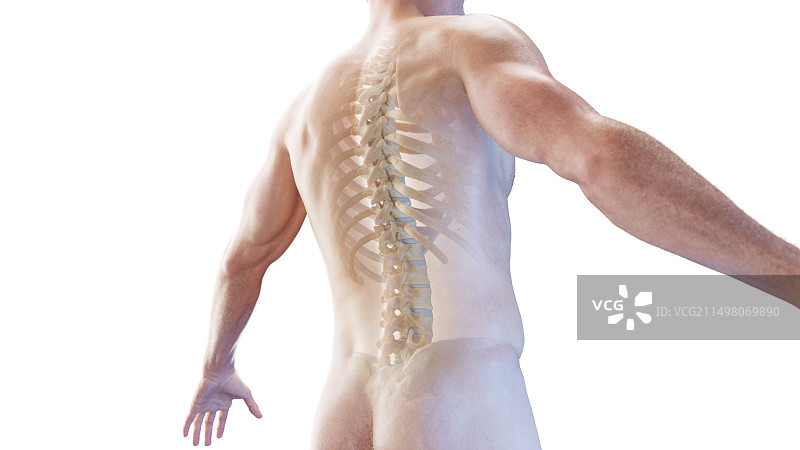 骨骼背部后视图插图图片素材