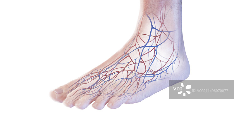 足部血管，图示图片素材