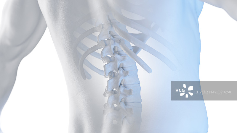 胸椎插画图片素材