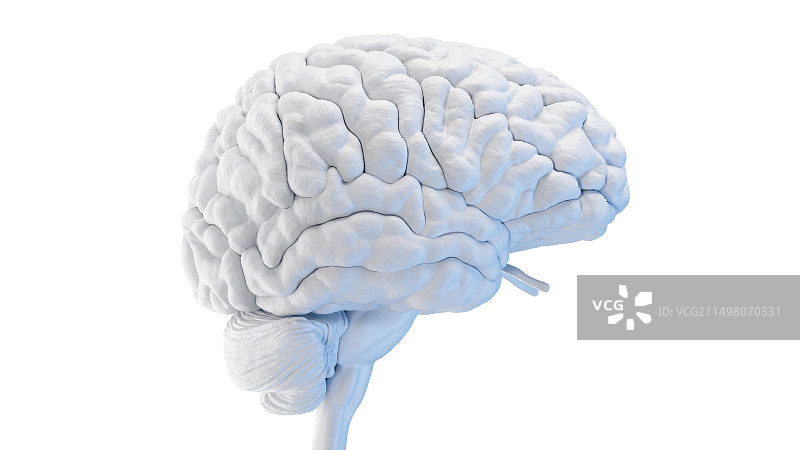 人脑，插图图片素材
