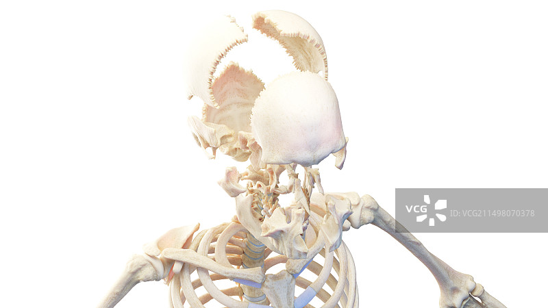 人体头骨剖面图图片素材