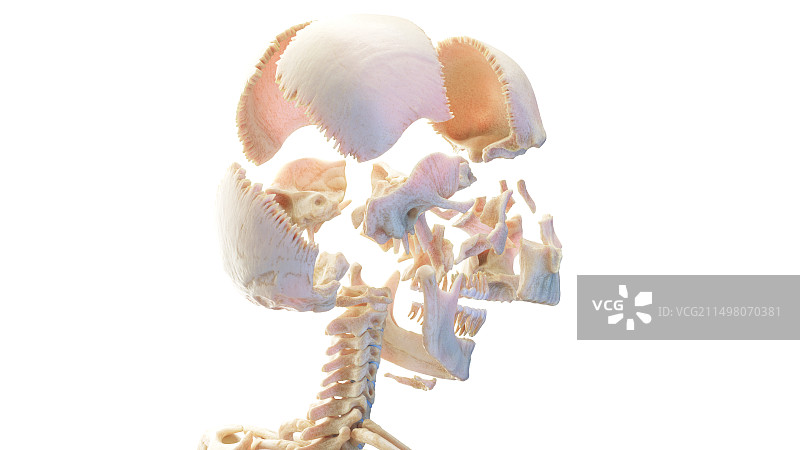 人体头骨剖面图图片素材