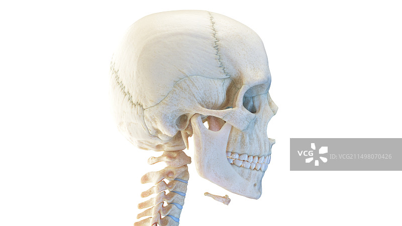 人类头骨，插图图片素材