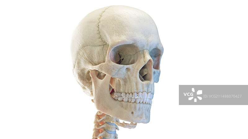 人类头骨，插图图片素材