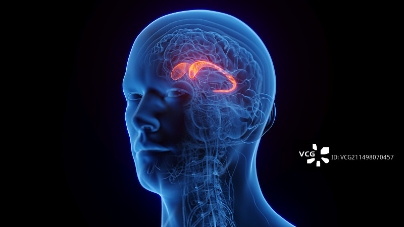 尾状核图示图片素材