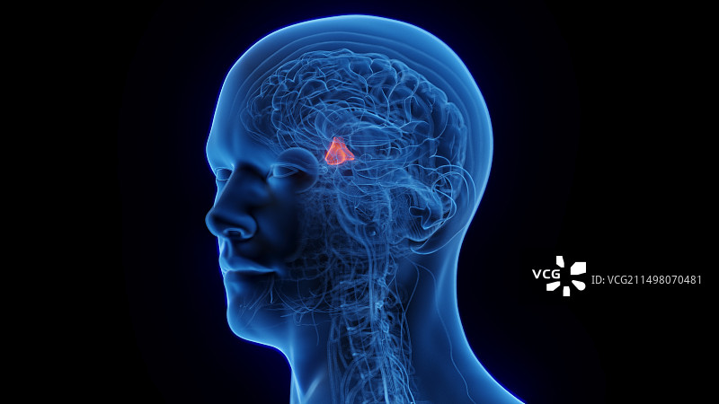 下丘脑示意图图片素材