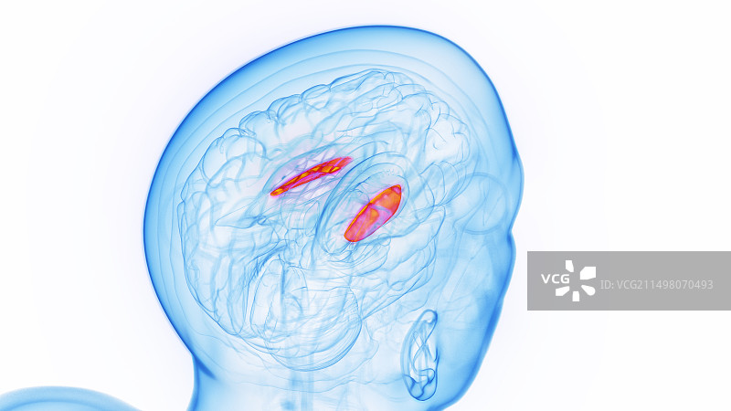 苍白球外侧部，图示图片素材