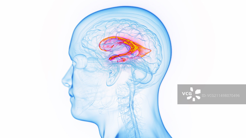 侧脑室图示图片素材