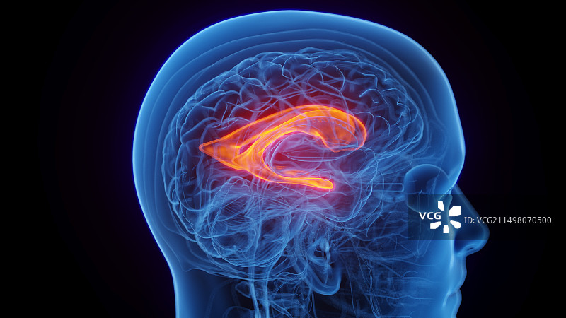 侧脑室图示图片素材