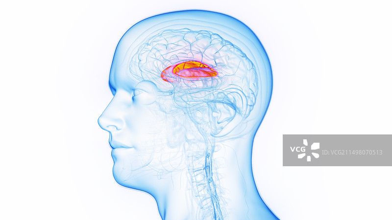 壳核示意图图片素材