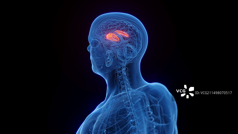 壳核示意图图片素材