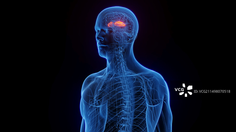 壳核示意图图片素材