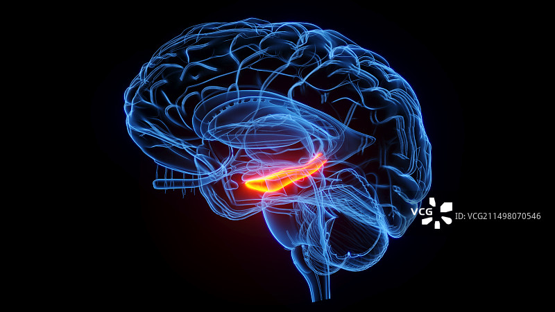 海马插画图片素材