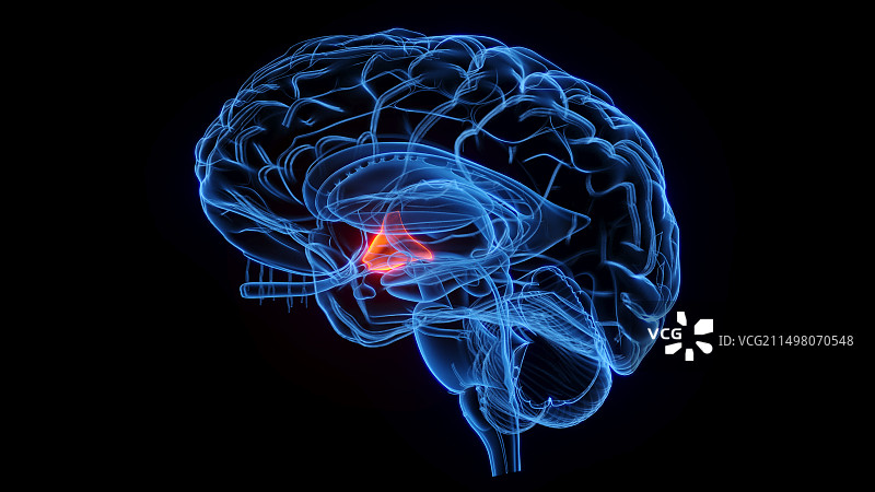 下丘脑示意图图片素材