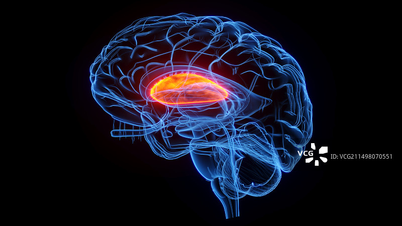 壳核插图图片素材