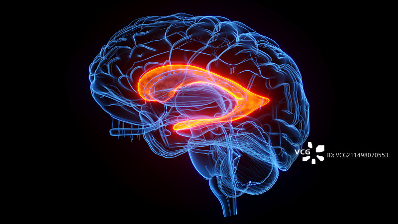 侧脑室图示图片素材