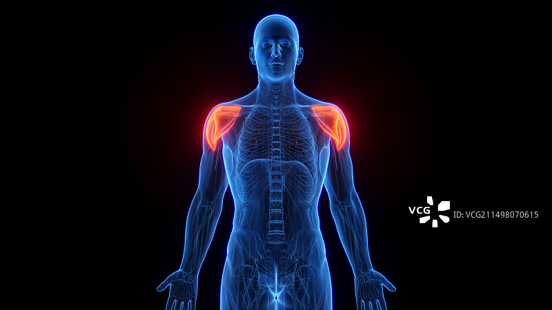 三角肌插图图片素材