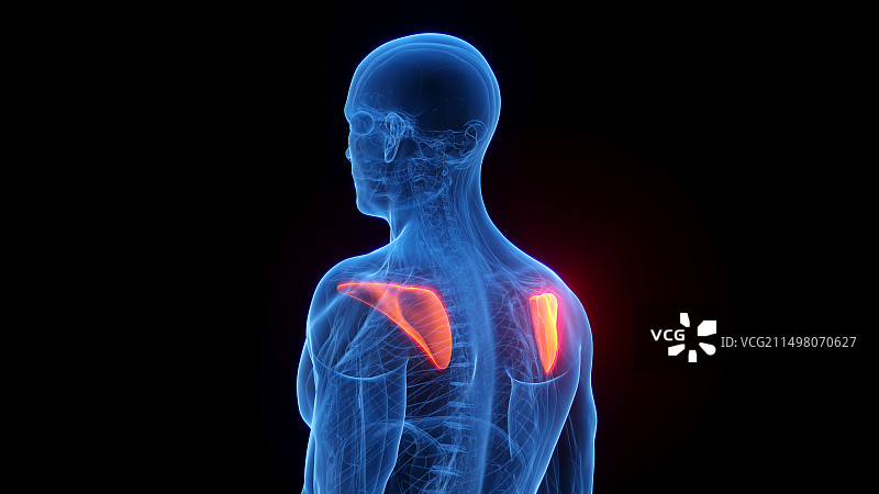 冈下肌插图图片素材