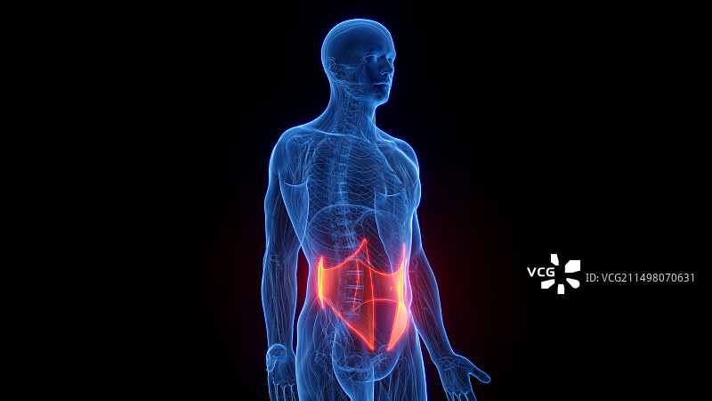 腹内斜肌插画图片素材