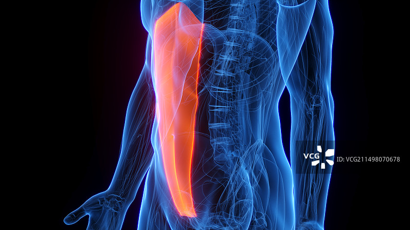 腹直肌示意图图片素材