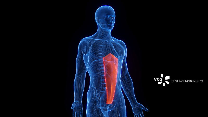腹直肌示意图图片素材