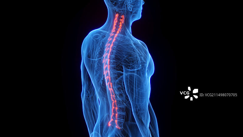 回旋肌，图示图片素材