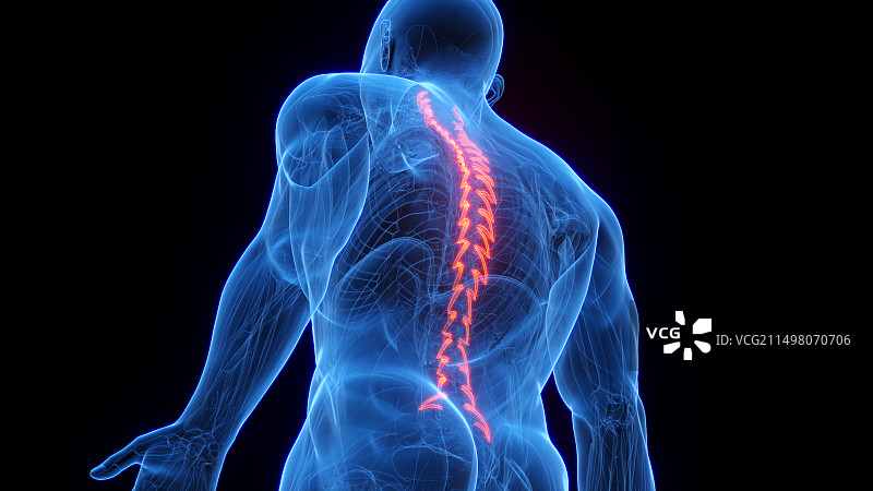 回旋肌，图示图片素材