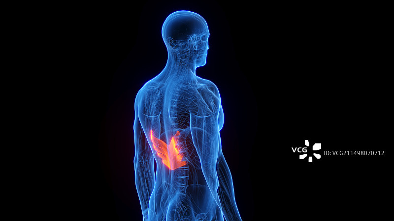 下后锯肌插画图片素材