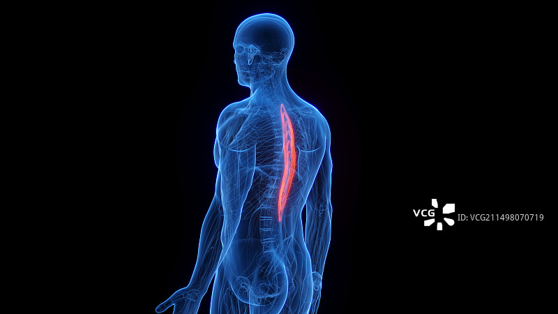 胸棘肌插图图片素材