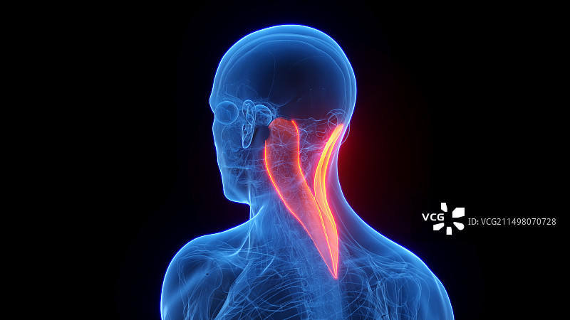 头夹肌图示图片素材