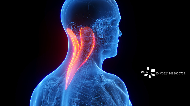 头夹肌图示图片素材