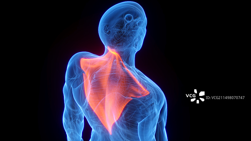 斜方肌图示图片素材