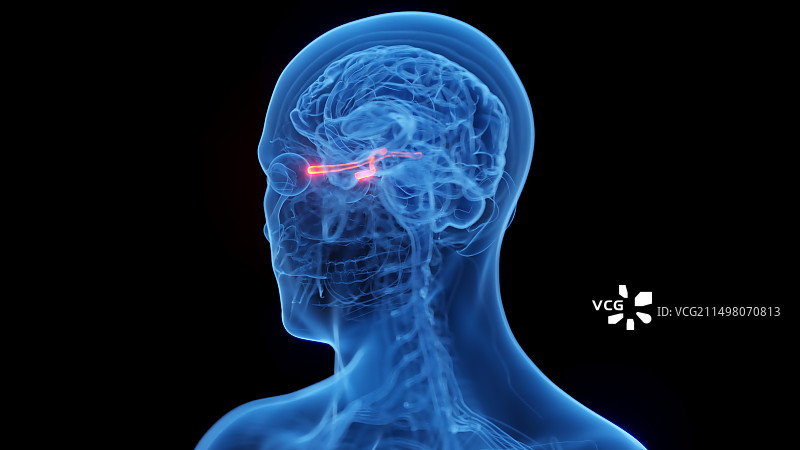 视神经插图图片素材