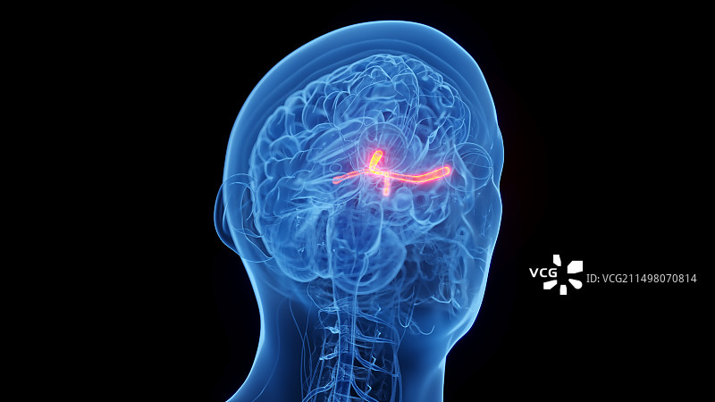 视神经插图图片素材