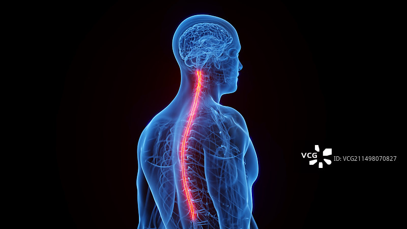 脊髓插图图片素材
