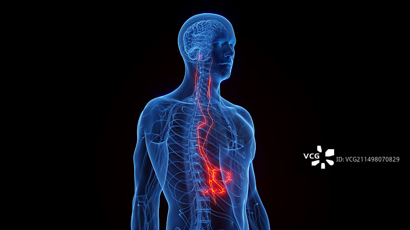 迷走神经，图示图片素材