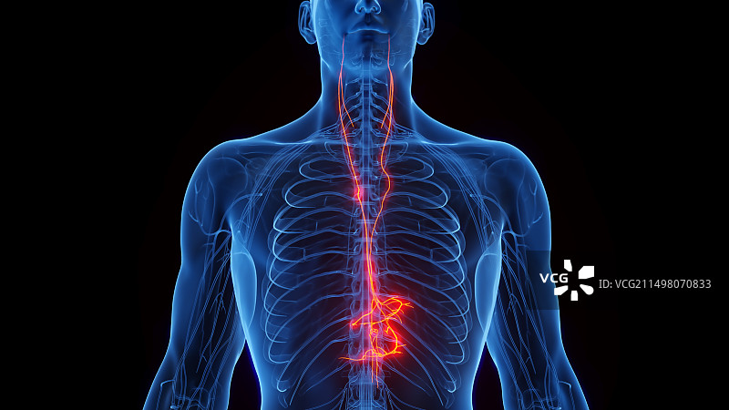 迷走神经，图示图片素材