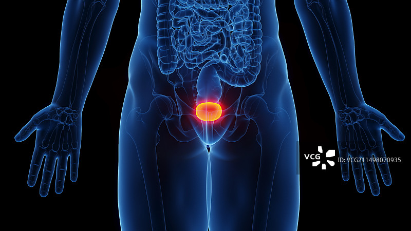 膀胱插图图片素材