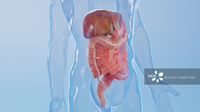 消化系统图示图片素材