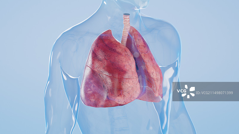 肺、插图图片素材
