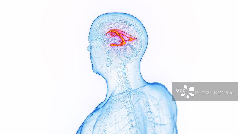 侧脑室图示图片素材