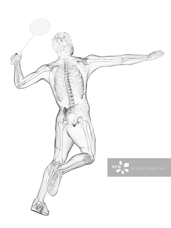 羽毛球运动员骨骼插画图片素材