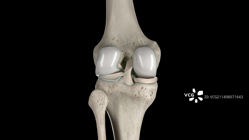 膝盖骨骼插图图片素材