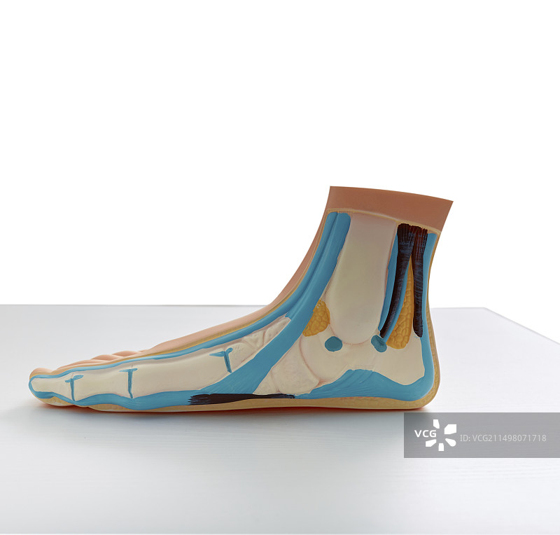 扁平足解剖模型图片素材