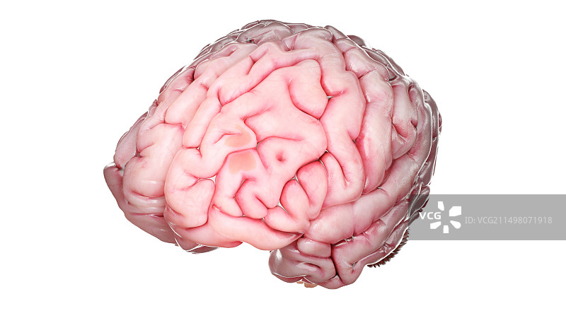人脑，插图图片素材