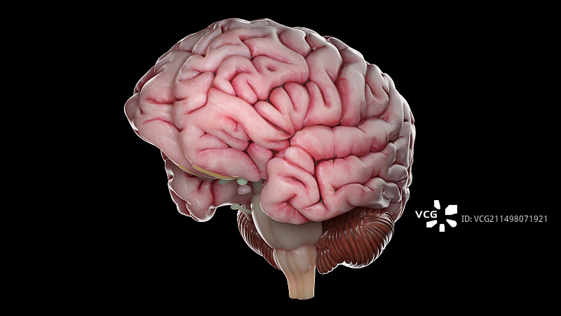 人脑，插图图片素材